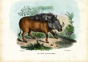 Warthog 1863-79