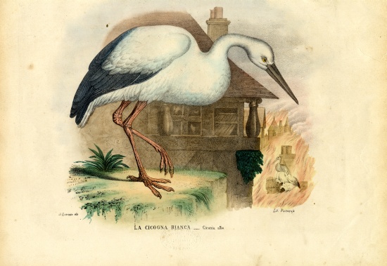 White Stork von Raimundo Petraroja