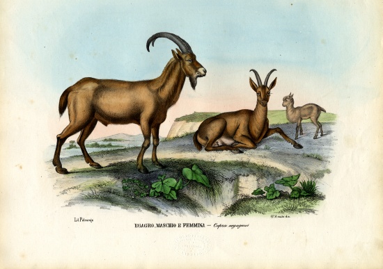 Wild Goat von Raimundo Petraroja