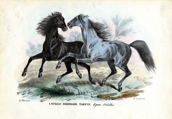 Wild Horses von Raimundo Petraroja