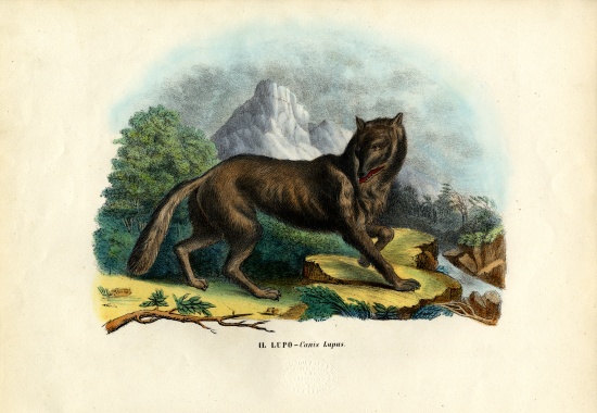 Wolf von Raimundo Petraroja