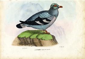 Wood Pigeon 1863-79