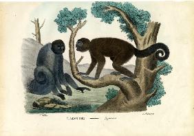 Woolly Monkey 1863-79