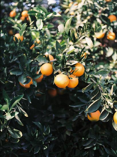 Marrakesch-Orangen