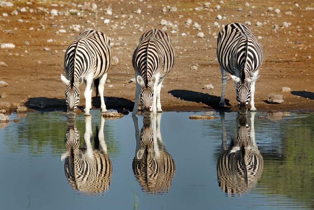 Zebra von Ralf Kayser