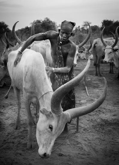 Mundari und Kuh,Südsudan