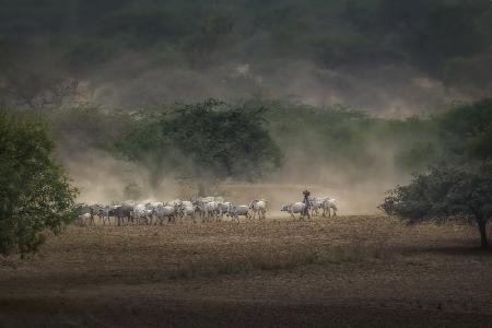 Die Hirte auf dem Heimweg mit dem Vieh in Bagan