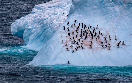 Glückliche Pinguine auf dem blauen Eisberg