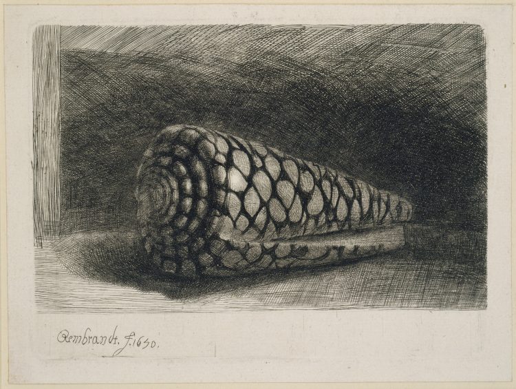 Die Muschel von Rembrandt van Rijn