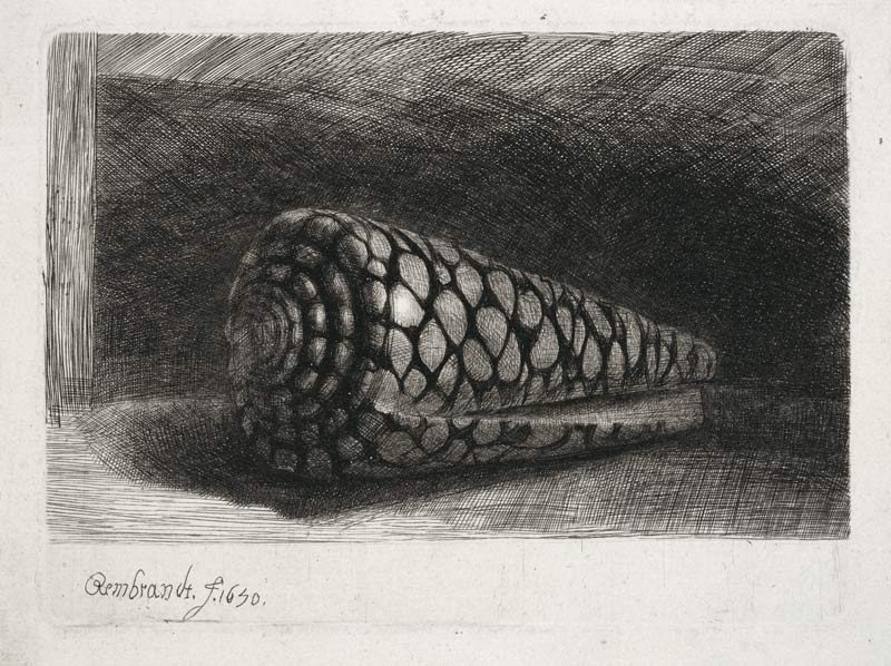 Die Muschel von Rembrandt van Rijn