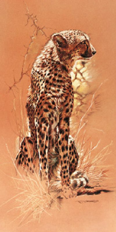 Cheetah von Renato Casaro