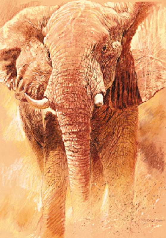 Elefant Study von Renato Casaro