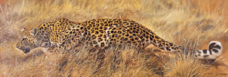 Leopard von Renato Casaro