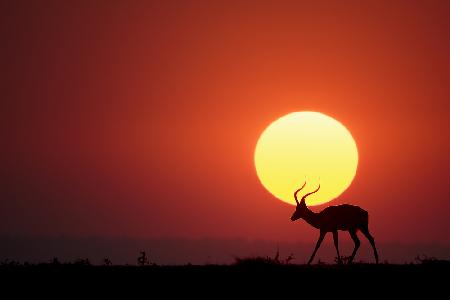 Ein afrikanischer Sonnenuntergang