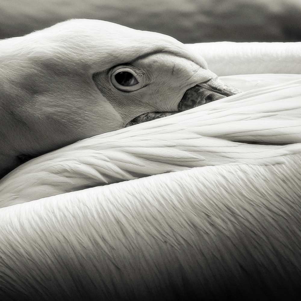 pelican von Riccardo Berg