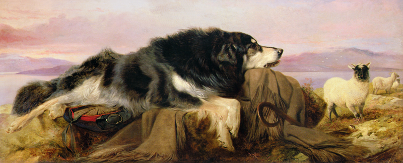 The Shepherd's Dog von Richard Ansdell