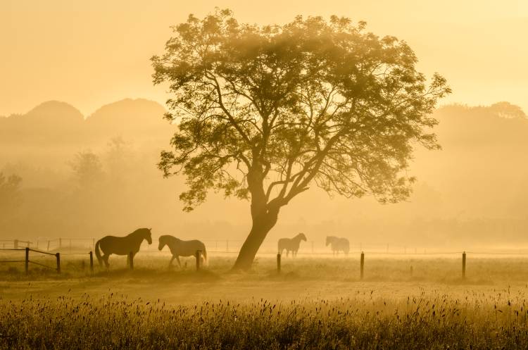 Golden Horses von Richard Guijt