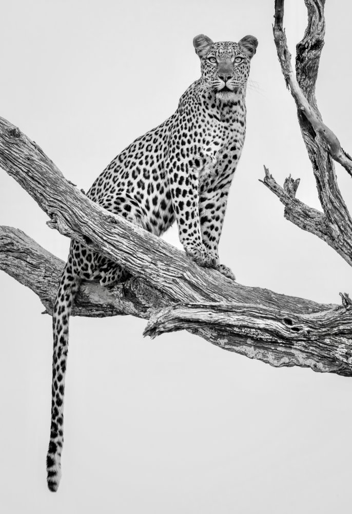 Leopardenporträt - Monovar von Rob Darby