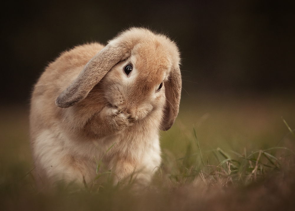 Kaninchen von Robert Adamec