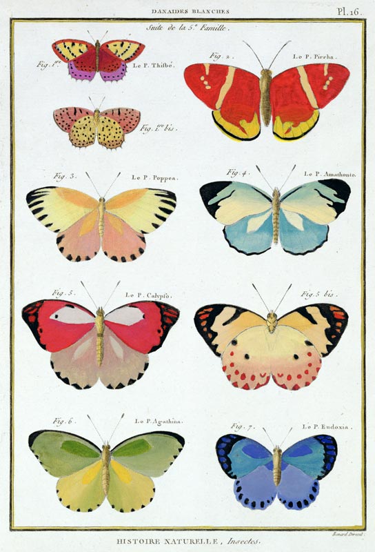 Butterflies from 'Histoire Naturelle des Insectes' by M. Olivier (coloured engraving) von Robert Benard