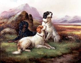 Setters in a Highland Landscape