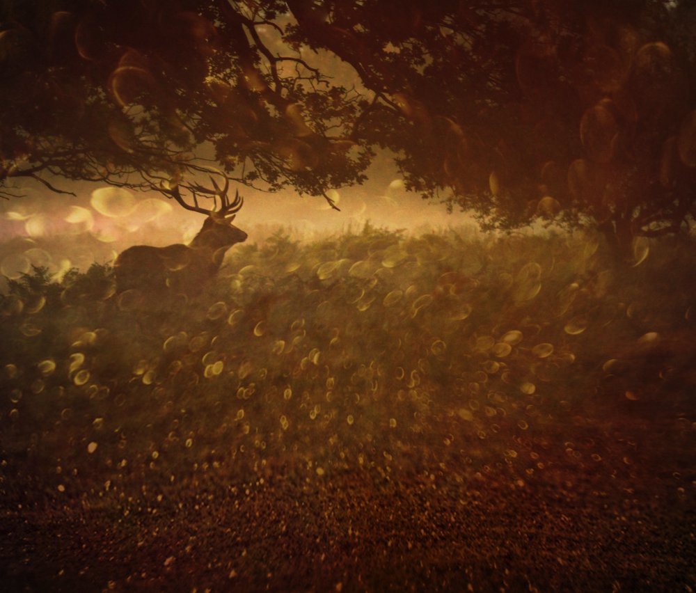 Goldener Wald von Robert Fabrowski