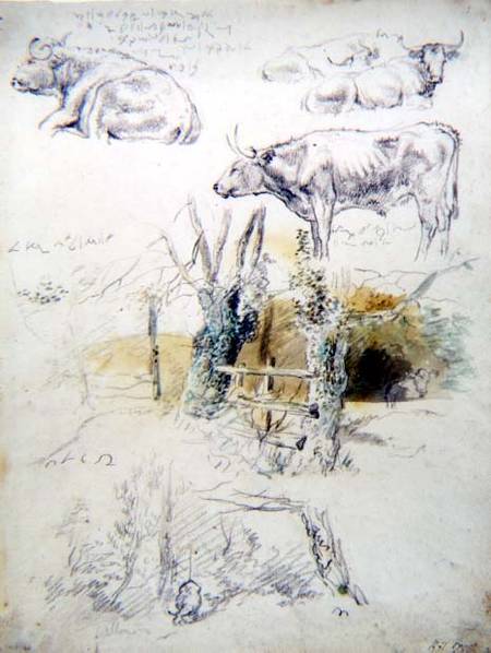 Cattle Studies von Robert Hills