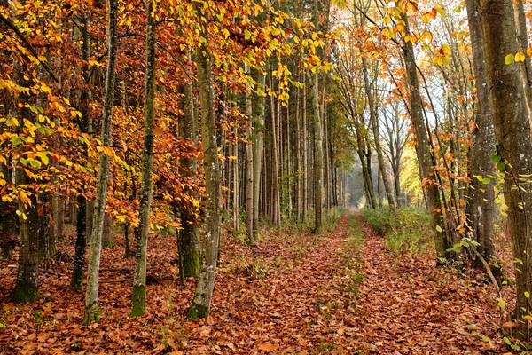 Ein Waldweg mit Laub durch einen leuchtenden Herbstwald von Robert Kalb
