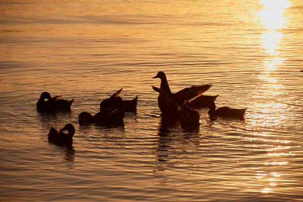 Enten im Abendlicht am Lago Trasimeno von Robert Kalb
