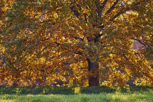 Herbstlich bunte Baumkrone im Gegenlicht von Robert Kalb