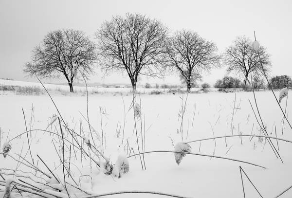 Kahle Baumreihe in Winterlandschaft von Robert Kalb