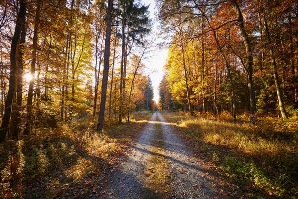 Romantischer Forstweg durch einen goldenen Herbstwald von Robert Kalb