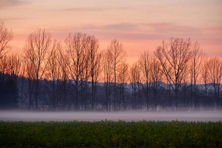 Ackerlandschaft mit Nebelstreifen im Abendrot 2015