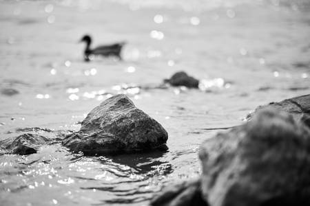 Am Ufer der Alten Donau schwimmt eine Ente hinter den Steinen 2021