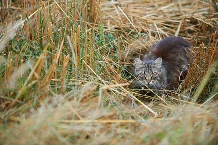 Erschreckte Katze sitzt im Getreidefeld 2013