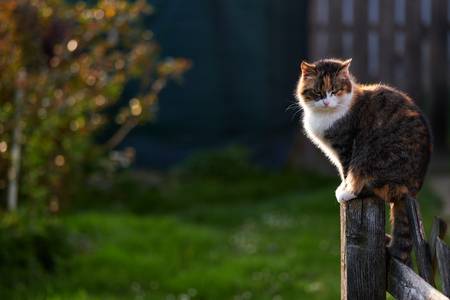 Katze sitzt auf einem Zaun im Gegenlicht 2022