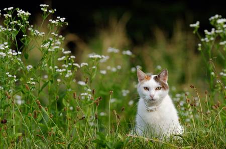 kleine neugierige Katze sitzt im Gras 2012
