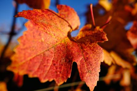 leuchtend rote Blätter am Weinstock 2023