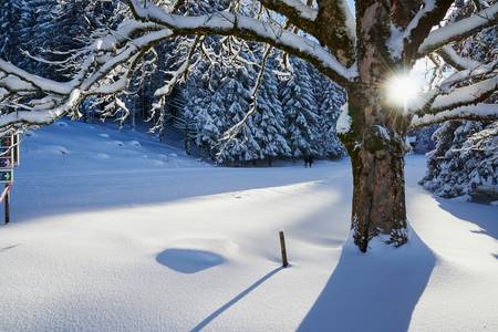 Romantische tiefverschneite Winterlandschaft mit Baumkrone im Gegenlicht 2015