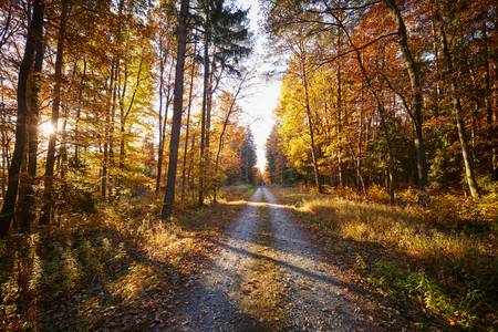 Romantischer Forstweg durch einen goldenen Herbstwald