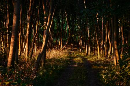 Romantischer Waldweg im leuchtenden Abendlicht 2016