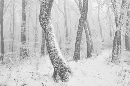 Weg durch den romantisch verschneiten, gefrorenen Wienerwald 2021