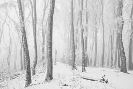Weg durch den romantisch verschneiten, gefrorenen Wienerwald 2021