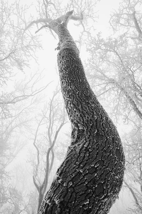 Verschneite und vereiste Bäume im Wienerwald von Robert Kalb