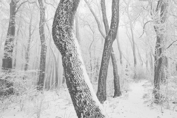 Weg durch den romantisch verschneiten und gefrorenen Wienerwald von Robert Kalb