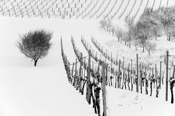 Weingarten im Winter von Robert Kalb
