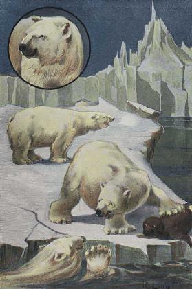 Eisbären in der Arktis 0
