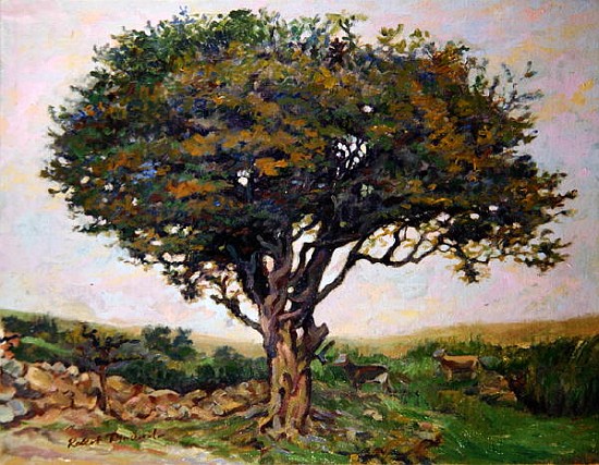 The Tree, Anglesey  von Robert  Tyndall