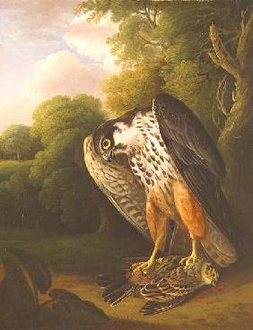 A Hobby Hawk and Prey shot at Buxton 1812