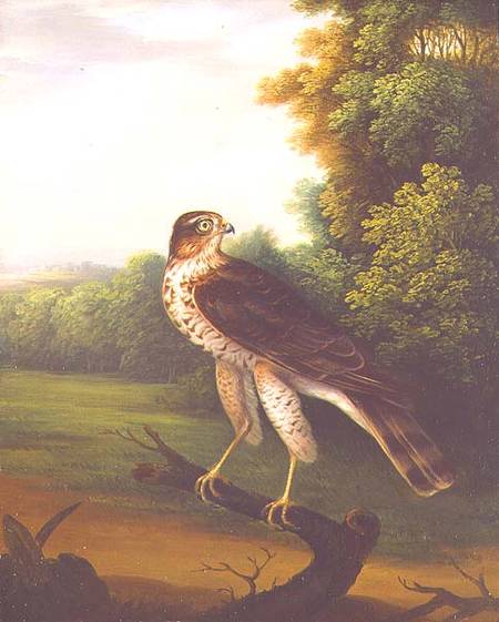 A Young Female Hawk, one year old von Robert Wilkinson Padley